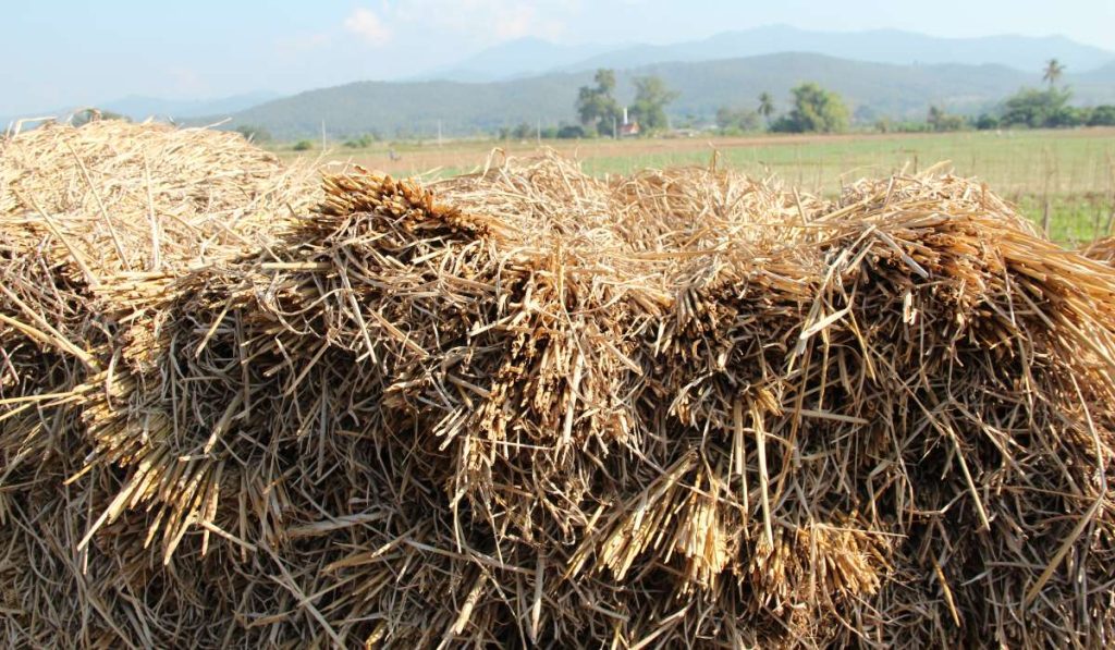 Paille ou foin : comment choisir ?