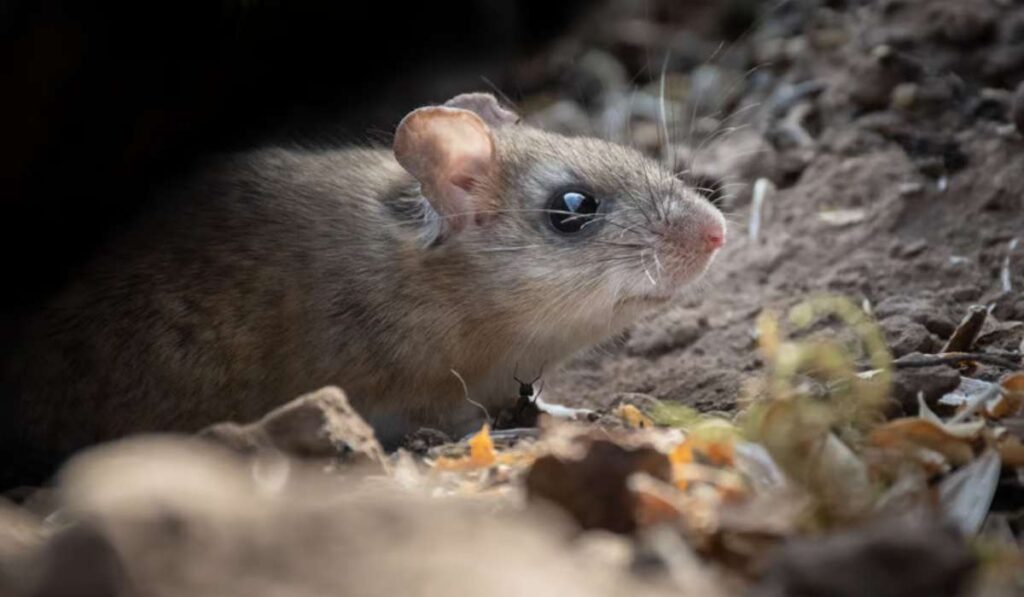 Mulots au jardin : peut-on s&rsquo;en débarrasser avec des méthodes naturelles ?