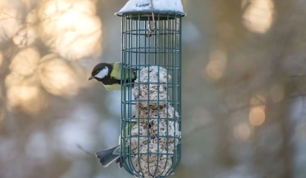 Fabriquer des boules de graisse pour les oiseaux : la meilleure recette