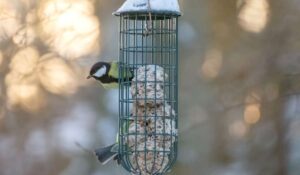 Fabriquer des boules de graisse pour les oiseaux : la meilleure recette