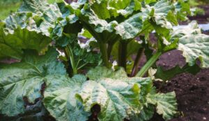 Pucerons, limaces, vers du poireau : comment faire un purin de rhubarbe efficace ?