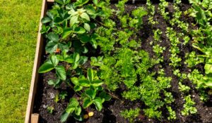 Comment faire un potager en carré quand on n&rsquo;a pas la main verte ?