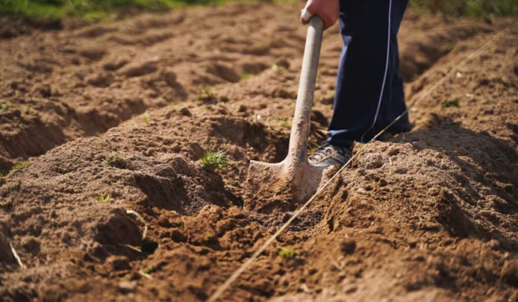 Faut-il vraiment retourner la terre de son jardin ?
