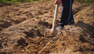 Faut-il vraiment retourner la terre de son jardin ?
